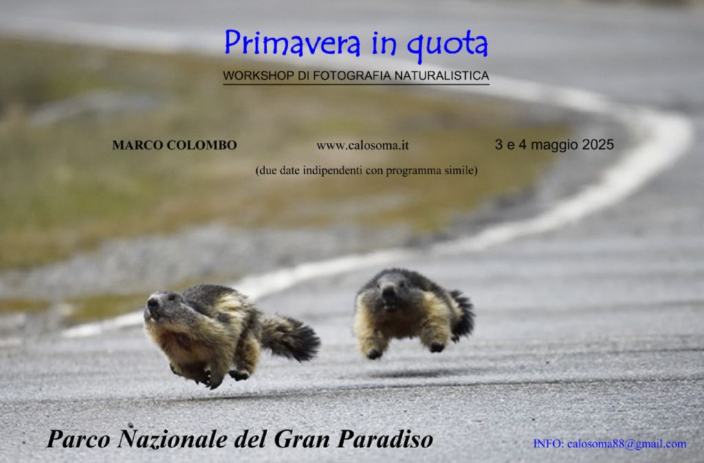 workshop di fotografia naturalistica Gran Paradiso (febbraio/marzo/maggio 2025)